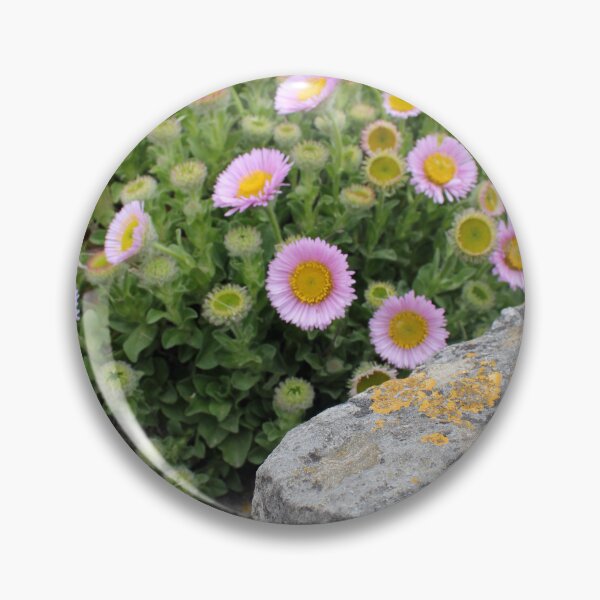 Item preview, Seaside Daisy - Erigeron ursinus designed and sold by Kate Anderson Art.