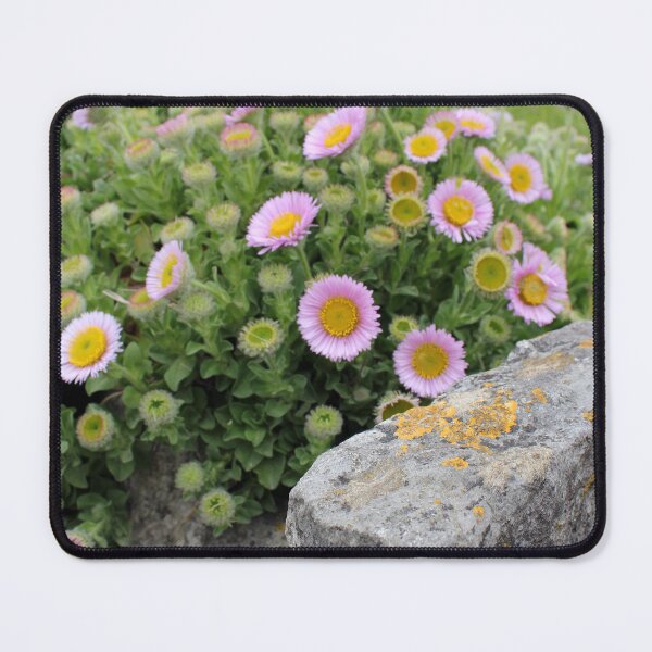 Item preview, Seaside Daisy - Erigeron ursinus designed and sold by Kate Anderson Art.