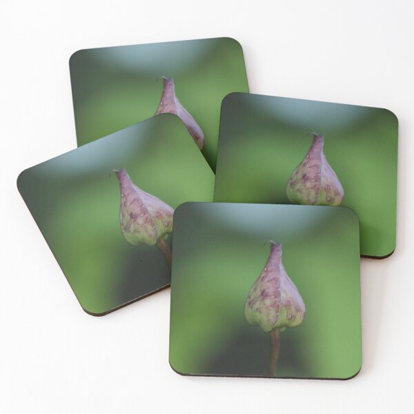 Item preview, Calystegia silvatica - Large Bind Weed designed and sold by Kate Anderson Art.