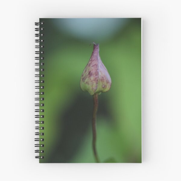 Item preview, Calystegia silvatica - Large Bind Weed designed and sold by Kate Anderson Art.