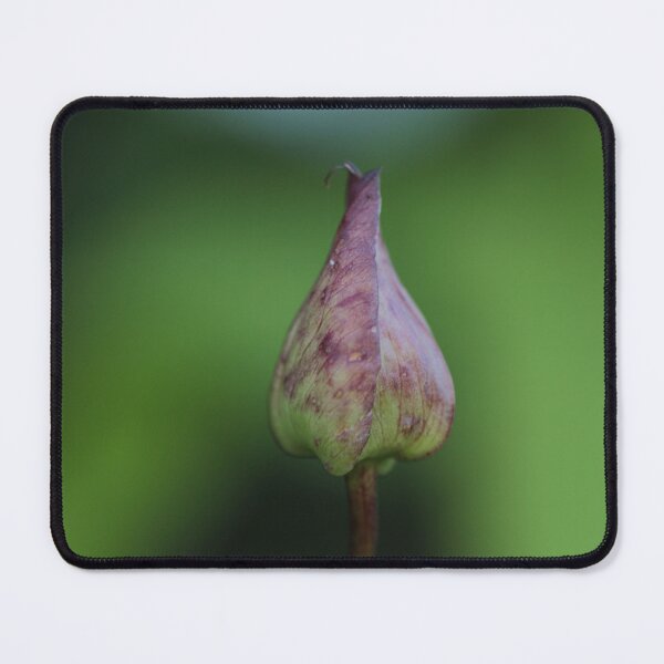 Item preview, Calystegia silvatica - Large Bind Weed designed and sold by Kate Anderson Art.
