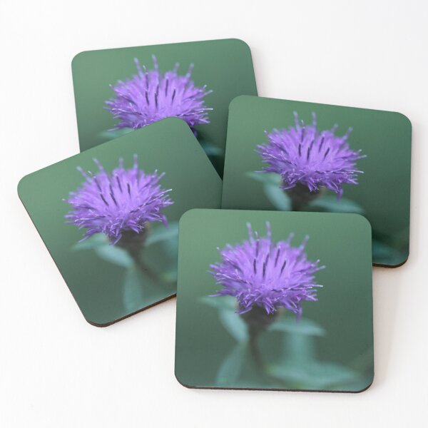 Item preview, Common Knapweed - Centaurea nigra sensu lato designed and sold by Kate Anderson Art.