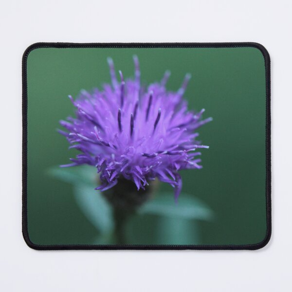 Item preview, Common Knapweed - Centaurea nigra sensu lato designed and sold by Kate Anderson Art.