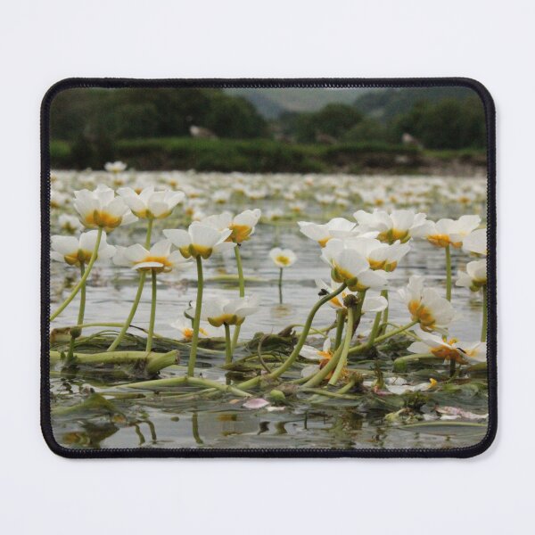 Item preview, River Water-Crowfoot - Ranunculus Fluitans designed and sold by Kate Anderson Art.