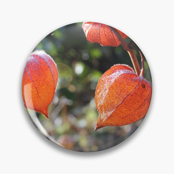 Item preview, Physalis peruviana, Chinese lantern, Ground Cherry designed and sold by Kate Anderson Art.