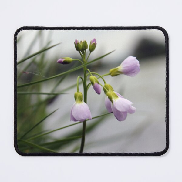 Item preview, Cardamine pratensis, the cuckoo flower, lady's smock, mayflower, or milkmaids. designed and sold by Kate Anderson Art.