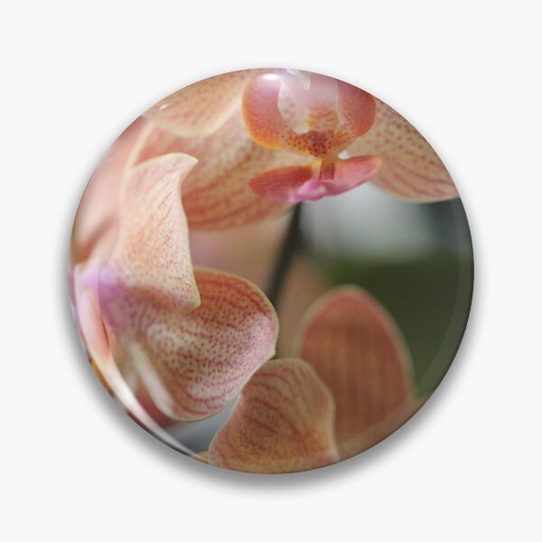 Artikelvorschau, Phalaenopsis 'Sunrise Delight' entworfen und verkauft von Kate Anderson Art.