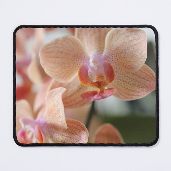 Artikelvorschau, Phalaenopsis 'Sunrise Delight' entworfen und verkauft von Kate Anderson Art.