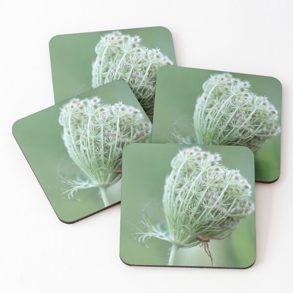 Item preview, Daucus carota - Wild Carrot and Spider designed and sold by Kate Anderson Art.
