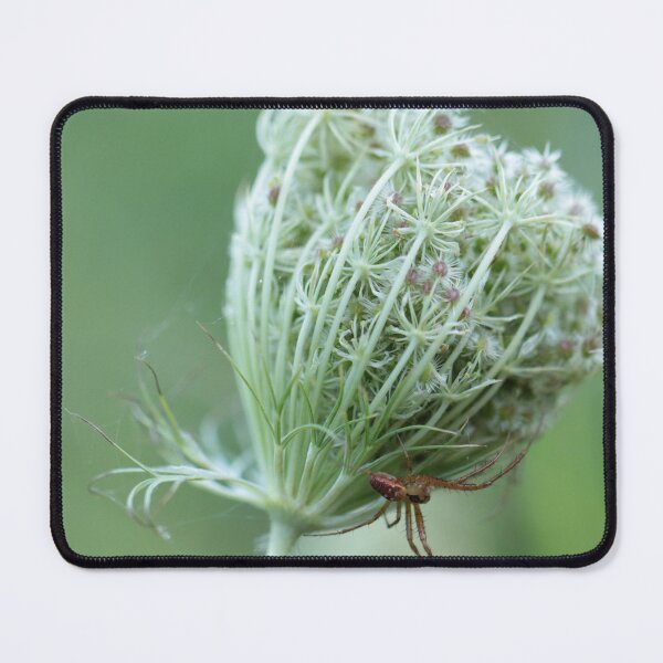 Item preview, Daucus carota - Wild Carrot and Spider designed and sold by Kate Anderson Art.