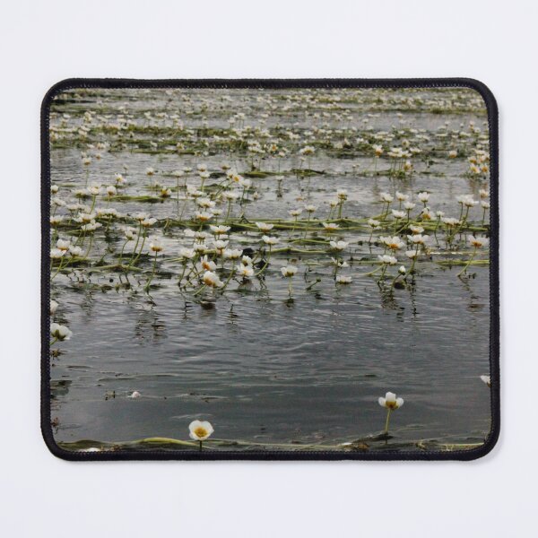 Item preview, Abundant River Water-Crowfoot - Ranunculus Fluitans designed and sold by Kate Anderson Art.