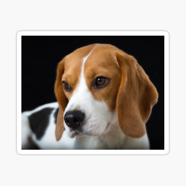 Beagle on the Black Sticker
