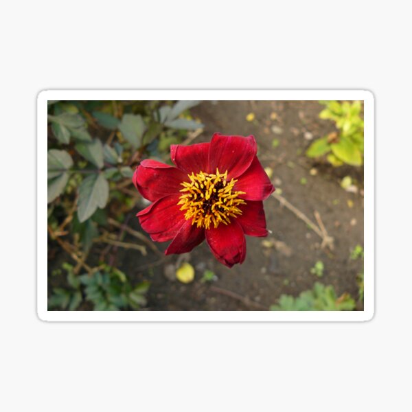 Item preview, garden dahlia designed and sold by Pippaxprints.