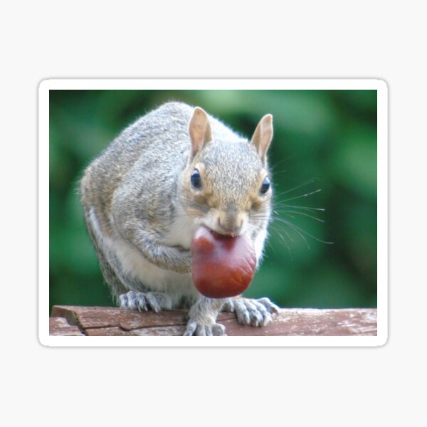 Squirrel Sticker