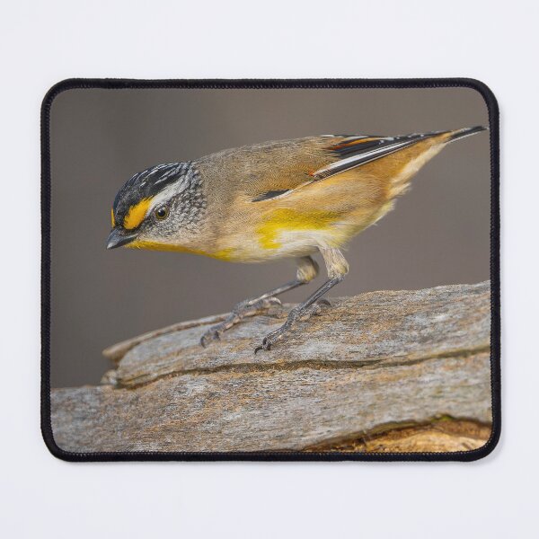 Item preview, Striated Pardalote designed and sold by Nick Vertsonis.