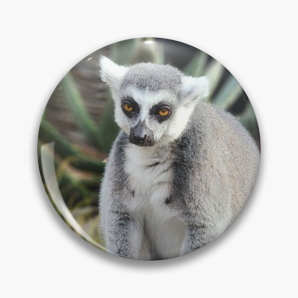 Item preview, Ring-tailed Lemur Zoo Photography Lemur Catta Madagascar  designed and sold by imajine.