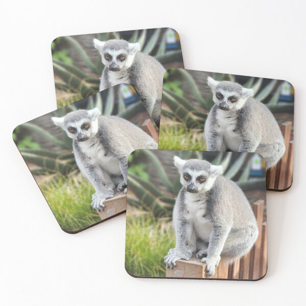 Item preview, Ring-tailed Lemur Zoo Photography Lemur Catta Madagascar  designed and sold by imajine.