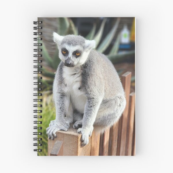 Artikelvorschau, Katta Zoo Fotografie Lemur Catta Madagaskar entworfen und verkauft von imajine.