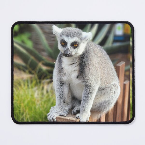 Item preview, Ring-tailed Lemur Zoo Photography Lemur Catta Madagascar  designed and sold by imajine.