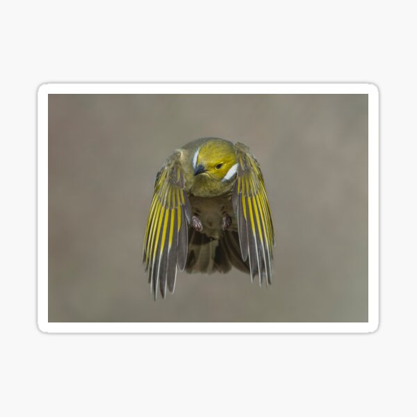 Item preview, White Plumed Honeyeater designed and sold by Nick Vertsonis.