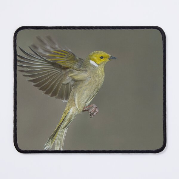 Item preview, White Plumed Honeyeater designed and sold by Nick Vertsonis.