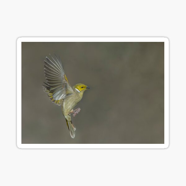 Item preview, White Plumed Honeyeater designed and sold by Nick Vertsonis.