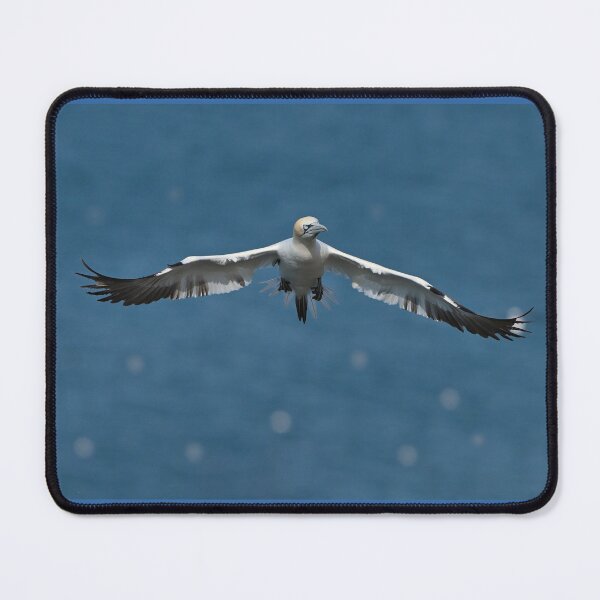 Item preview, Northern Gannet in Flight designed and sold by ClaireChown.