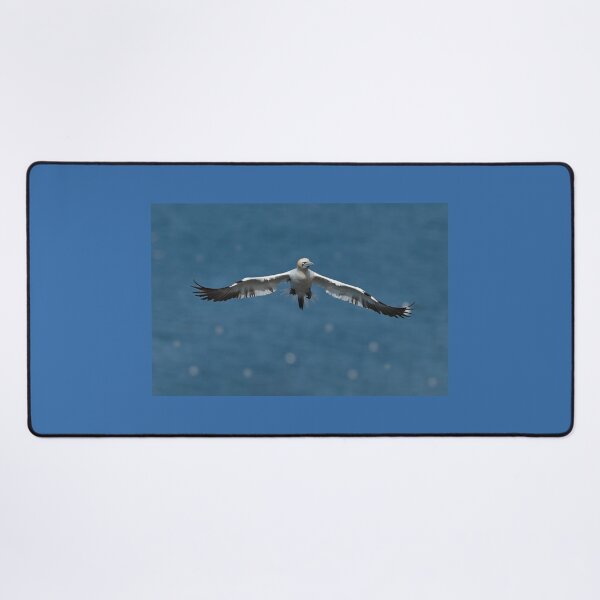 Item preview, Northern Gannet in Flight designed and sold by ClaireChown.