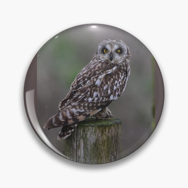 Item preview, Short Eared Owl - The Stare designed and sold by ClaireChown.