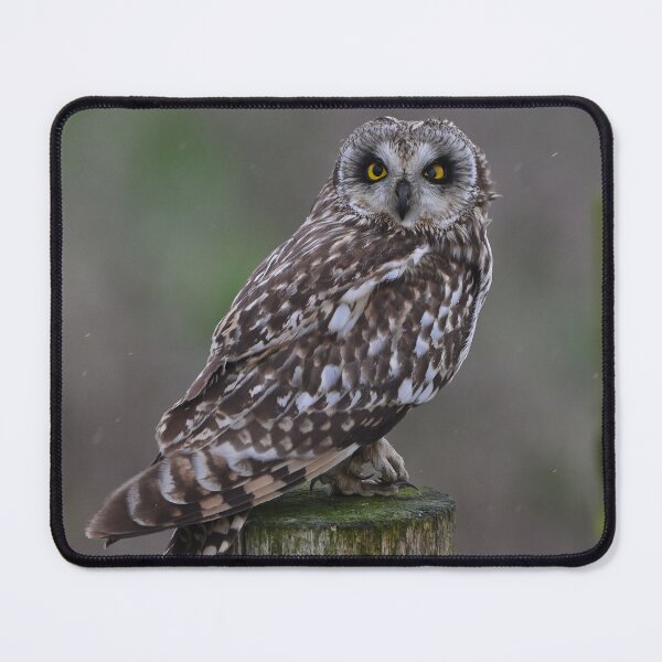 Item preview, Short Eared Owl - The Stare designed and sold by ClaireChown.