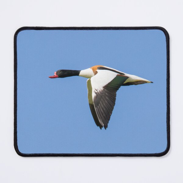 Item preview, Common Shelduck designed and sold by LaurenTucker.