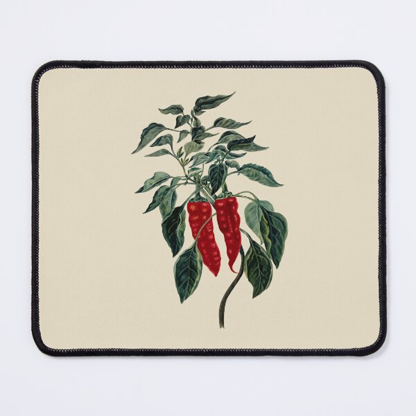 Item preview, Chili Pepper Botanical Vector Illustration designed and sold by taiche.