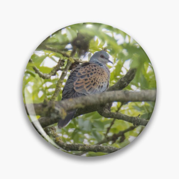 Item preview, European Turtle Dove designed and sold by LaurenTucker.