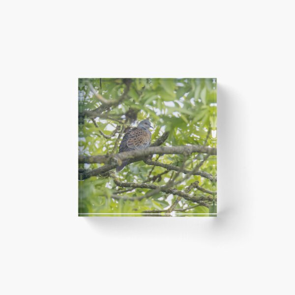 Item preview, European Turtle Dove designed and sold by LaurenTucker.
