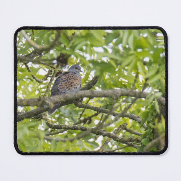 Item preview, European Turtle Dove designed and sold by LaurenTucker.
