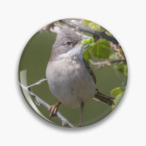 Item preview, Common Whitethroat designed and sold by LaurenTucker.