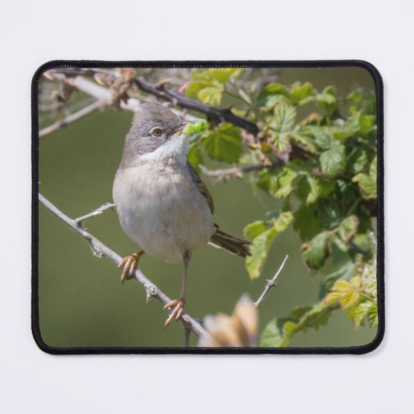 Item preview, Common Whitethroat designed and sold by LaurenTucker.