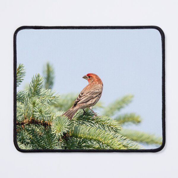 Item preview, House finch in a tree designed and sold by KRFNatureGifts.