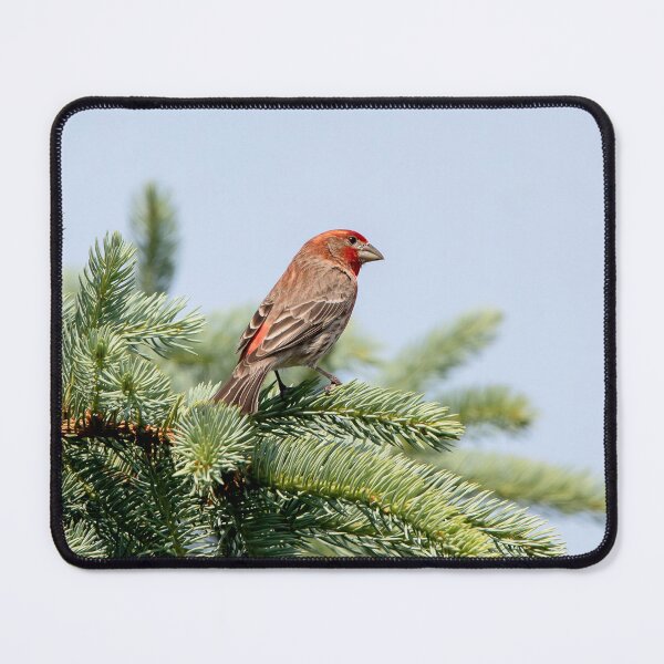 Item preview, Male house finch in an evergreen tree designed and sold by KRFNatureGifts.