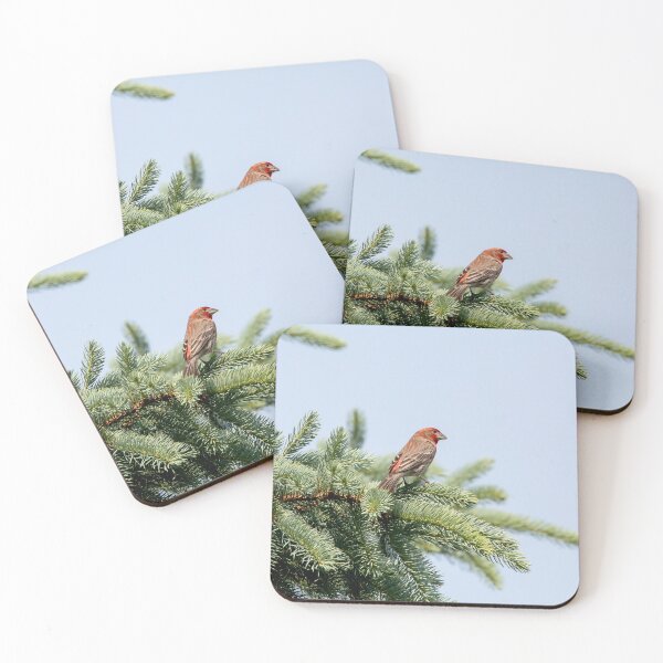 Item preview, Male house finch in an evergreen tree designed and sold by KRFNatureGifts.