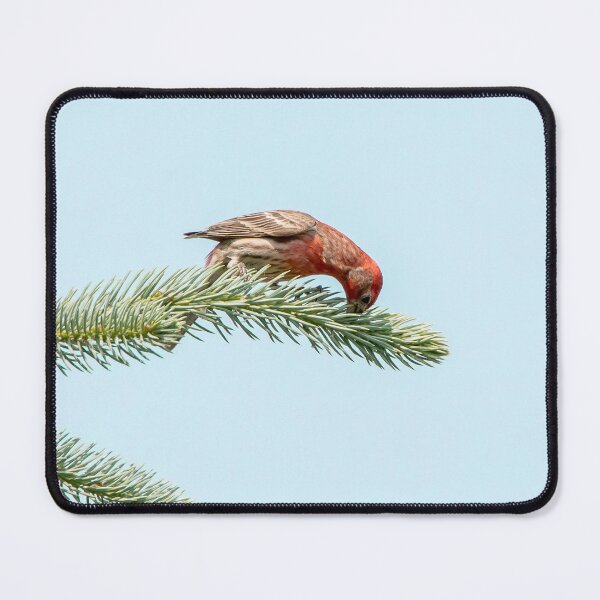 Item preview, Finch eating from a tree designed and sold by KRFNatureGifts.