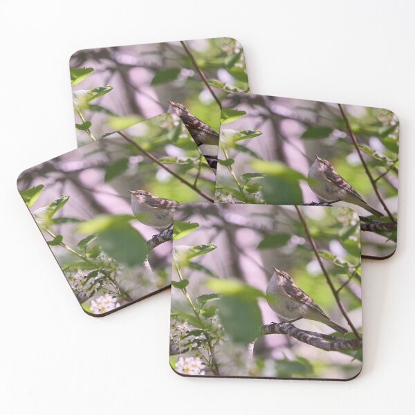 Item preview, Look up. Willow Warbler designed and sold by Jouko Lehto Photography.