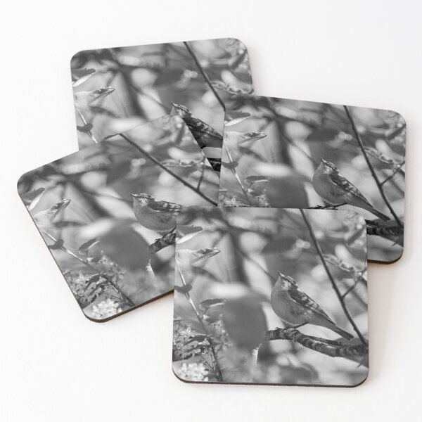 Item preview, Look up. Willow Warbler bw designed and sold by Jouko Lehto Photography.