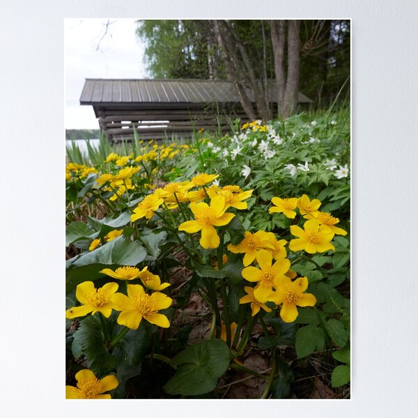 Item preview, Springviews around the boathouse designed and sold by Jouko Lehto Photography.