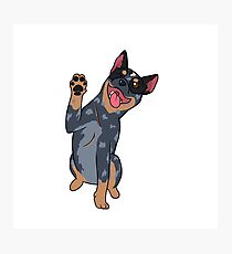 Blue Heeler Photographic Print