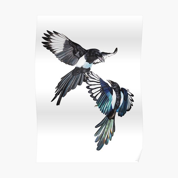 Flight Fight - Magpies in midair Poster