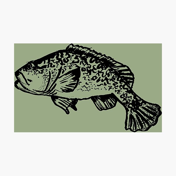 Item preview, Murray River Cod designed and sold by PurpleDingo.