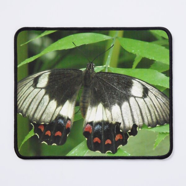 Item preview, Female Orchard Butterfly designed and sold by Kymbo.