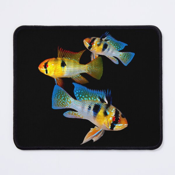 Item preview, German Blue Rams Dwarf Cichlids Aquarium Fish Lovers designed and sold by Aquarium Eclipse.