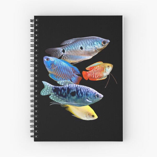 Item preview, Gouramis Blue Gourami Dwarf Gouramis Aquarium Fish Lovers  designed and sold by Aquarium Eclipse.